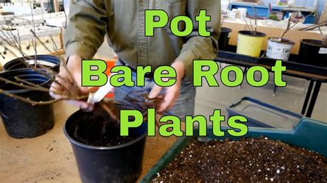 Black magic bate root plants forwale